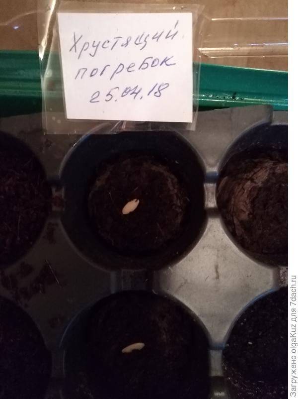 Посев в таблетки