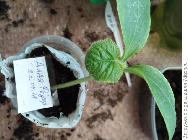 Дядя Федор в новой "квартире" 08.05.18