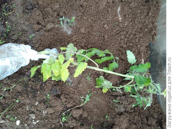 Томат Знаменитое Бычье сердце №2