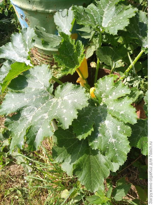 Кабачок Генерал 30 июня