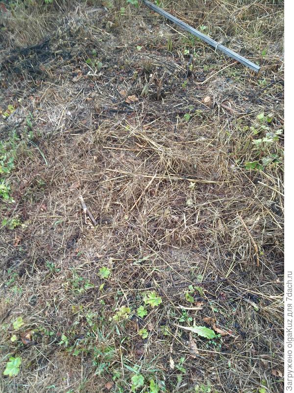 20 июля участок выглядит так