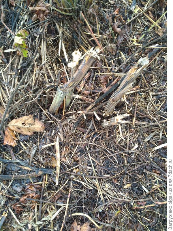 Это был Борщевик