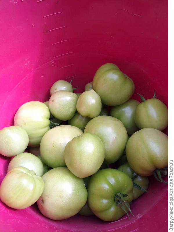 Один из последних сборов урожая с куста №2 18.08