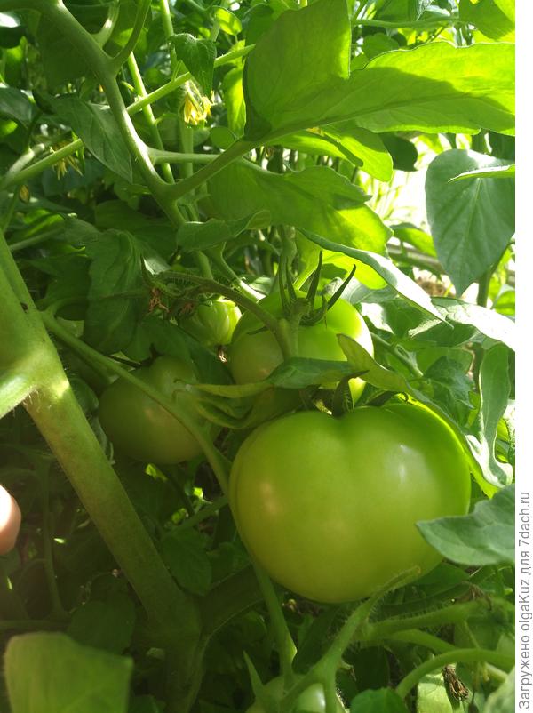 Плоды на кусте №2 23.07