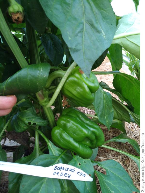 к 19 июля плоды заметно подросли