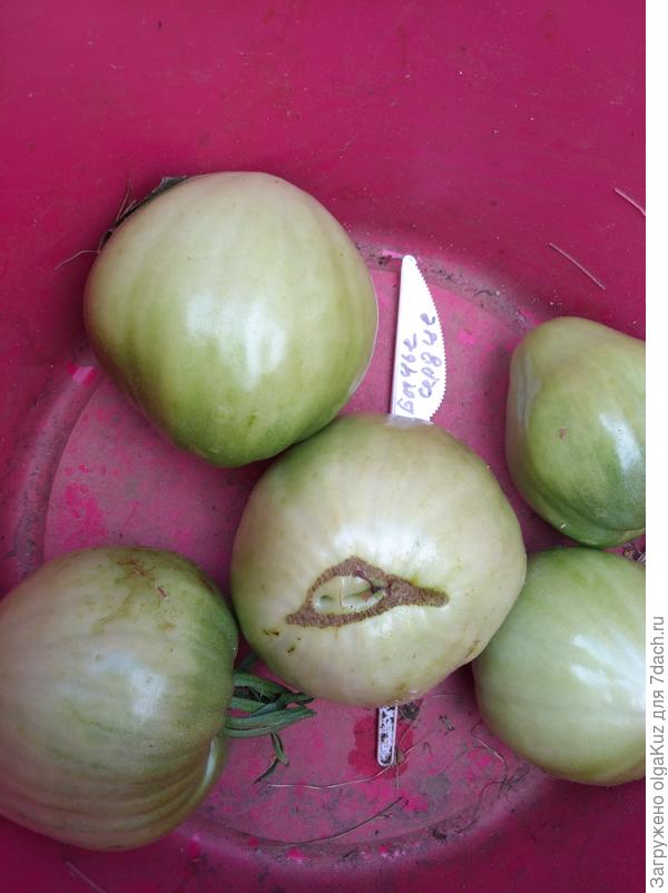 Первый урожай