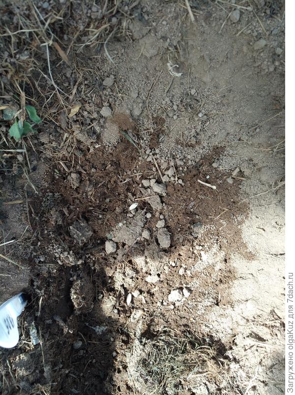 2 семени в одной лунке