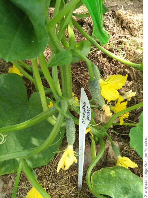 Пучковый десант 29.06