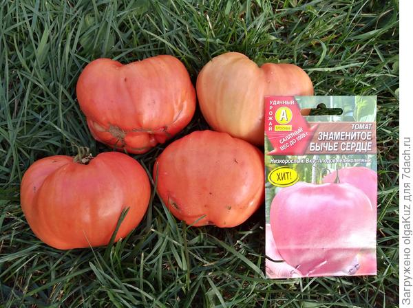 Томат Знаменитое Бычье Сердце 9 сентября