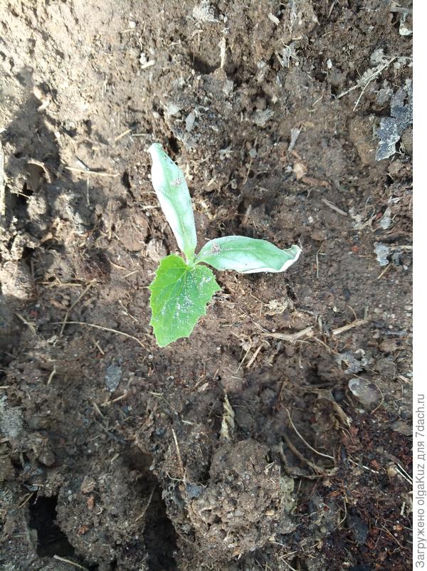 13 мая высадка в грунт.