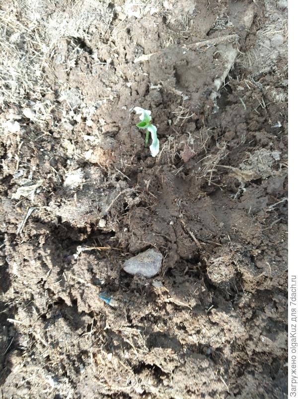 13 мая 2-е растение