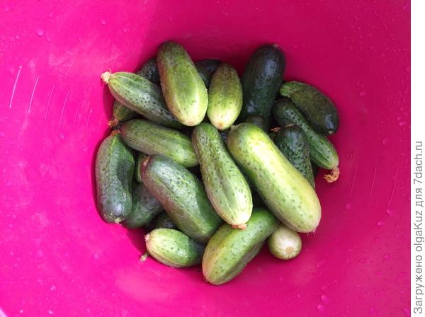 Хрустящий погребок урожай от 20 июля