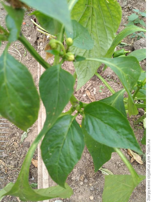 20 октября перец Чудо Великан