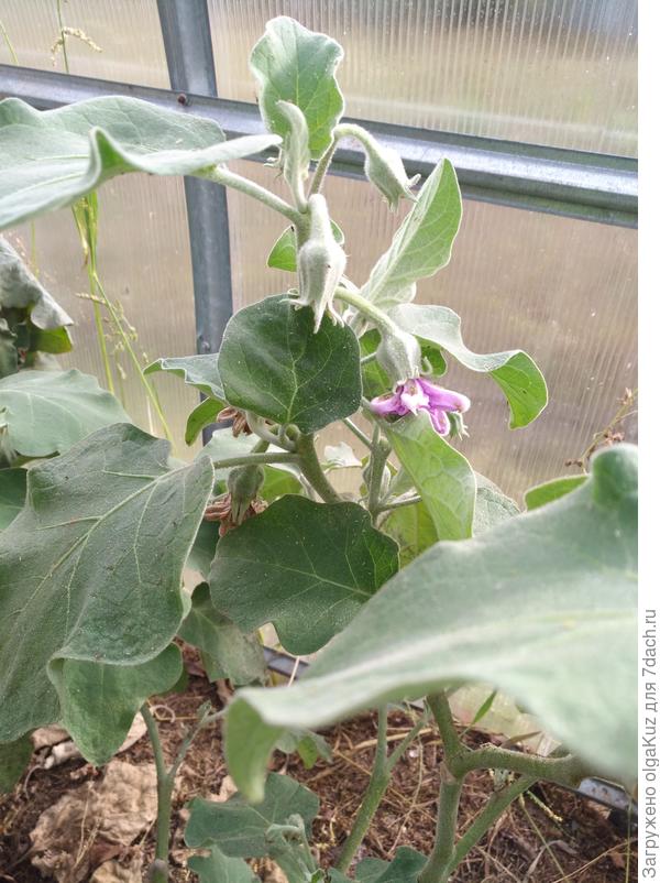 Баклажан Мишутка 30 сентября