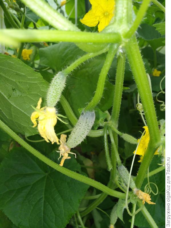 Пучковый десант