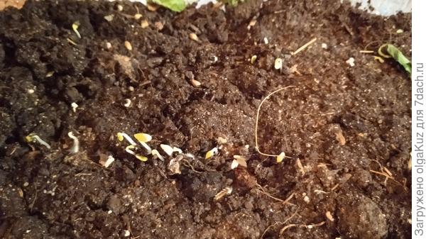 всходы, 20 января