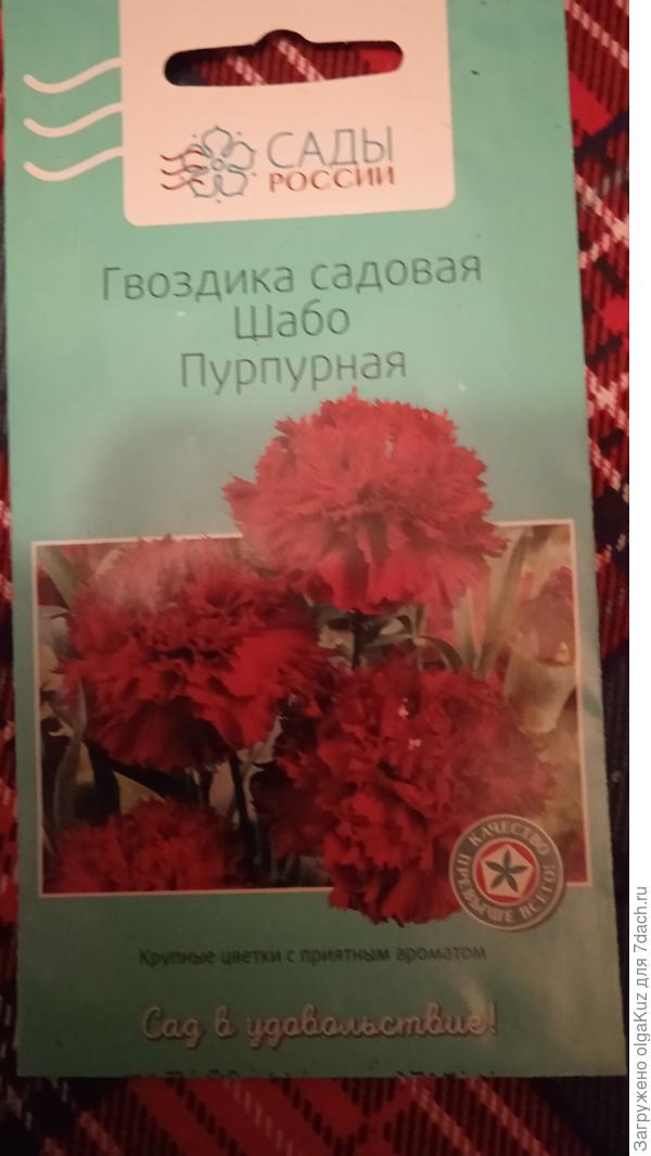 хочу вырастить такую гвоздику