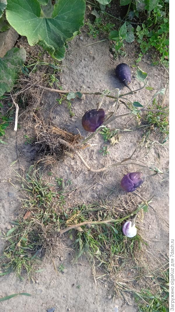 Сбор урожая