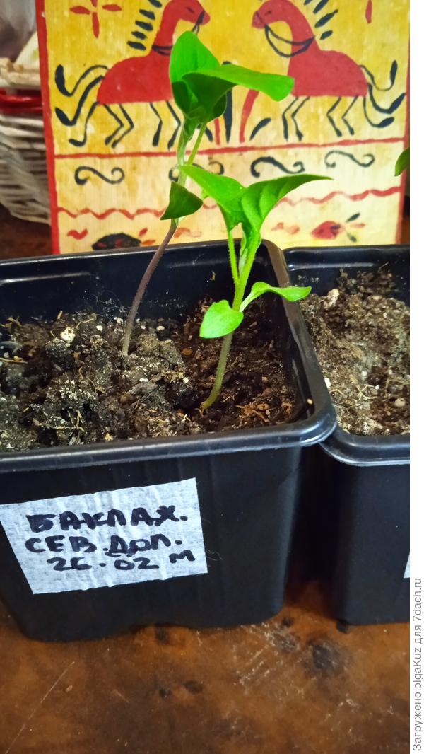 30.03. Баклажан с маркировкой М