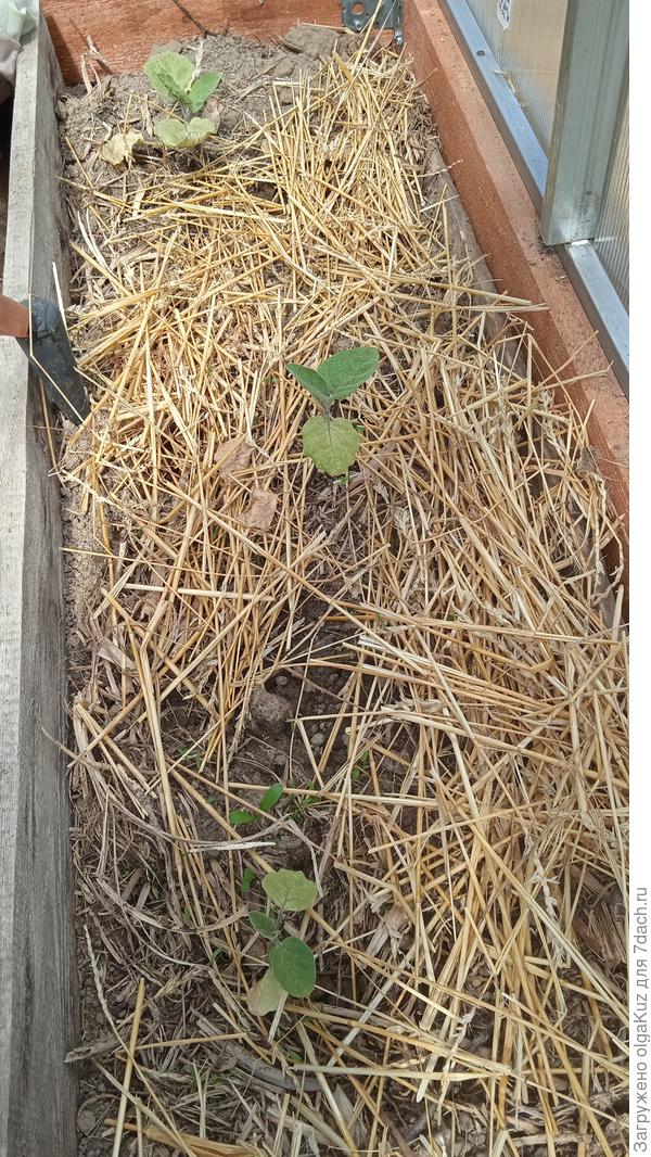 Три баклажанчика в теплице