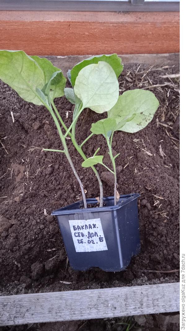 14.05.22 Баклажаны с маркировкой Б