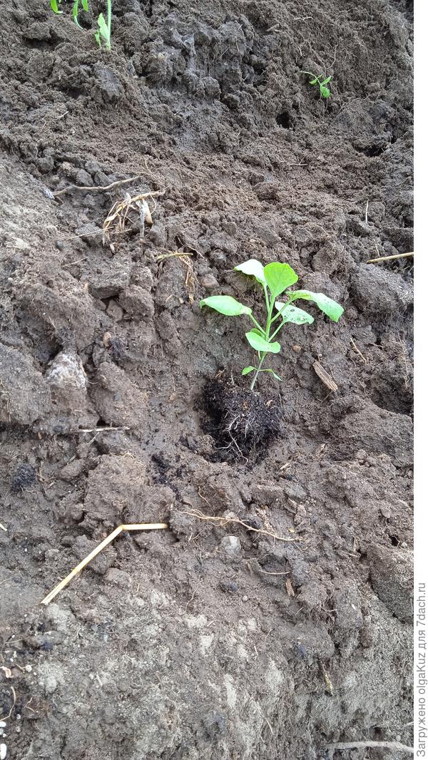 Посадка в ОГ