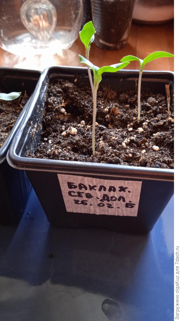 первые листочки