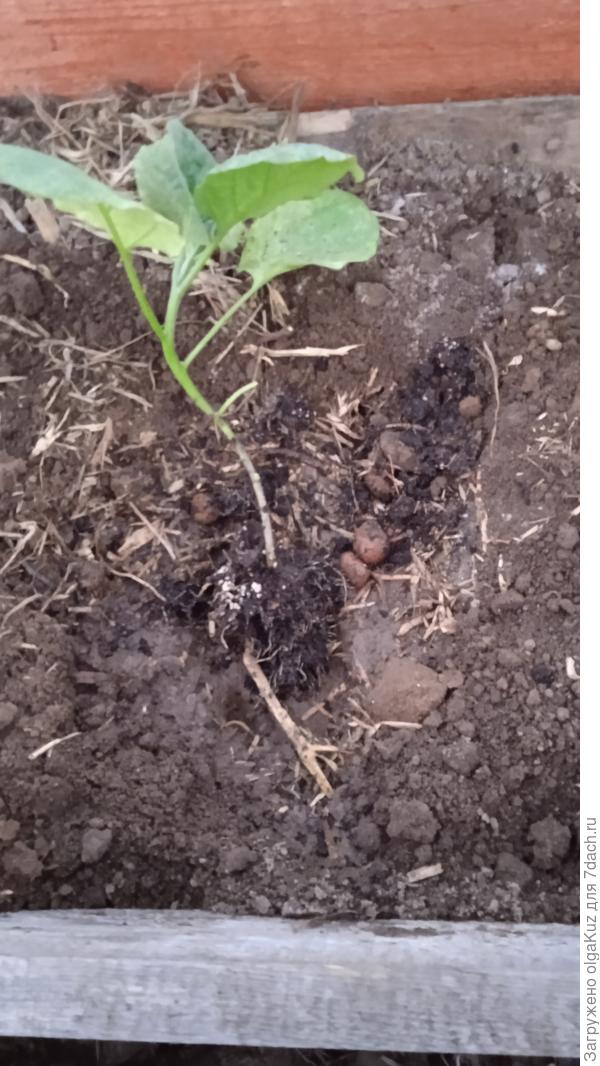 Посадка баклажана
