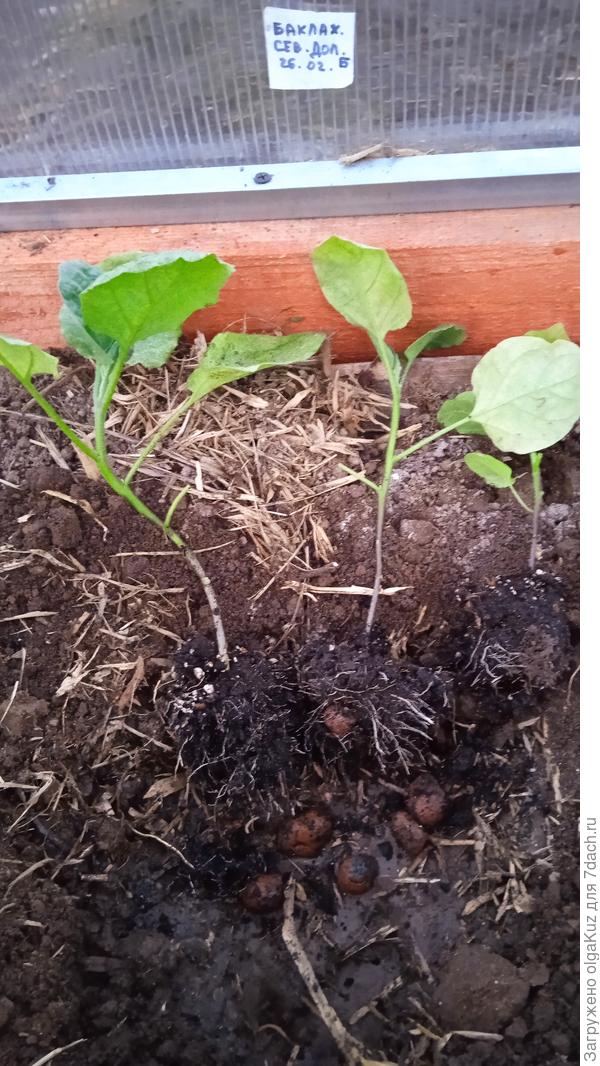 Корневая система перед посадкой