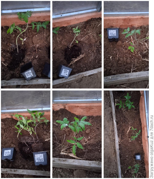 Посадка растений