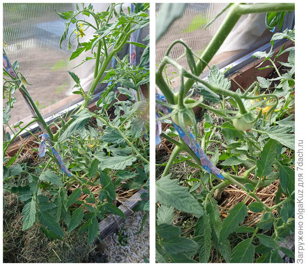 26.06.22 Сибирский тигр