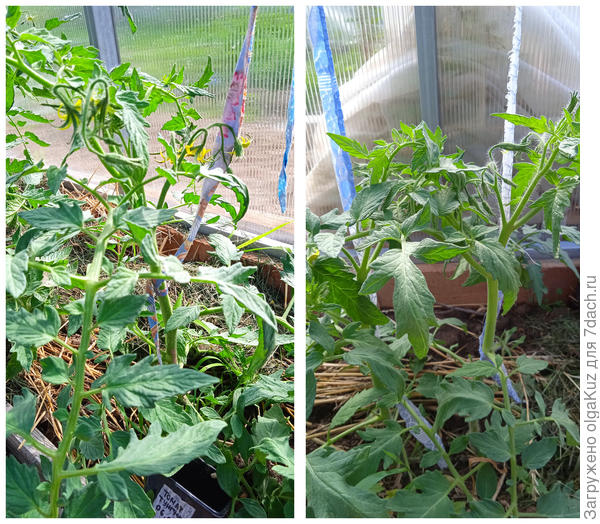 Тунгуска 26.06.22