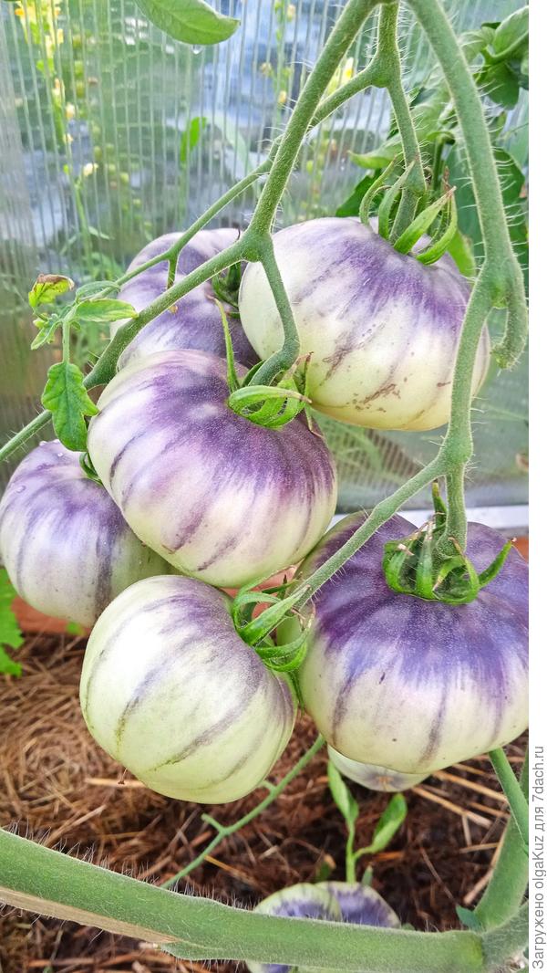 Сибирский Тигр 30.07