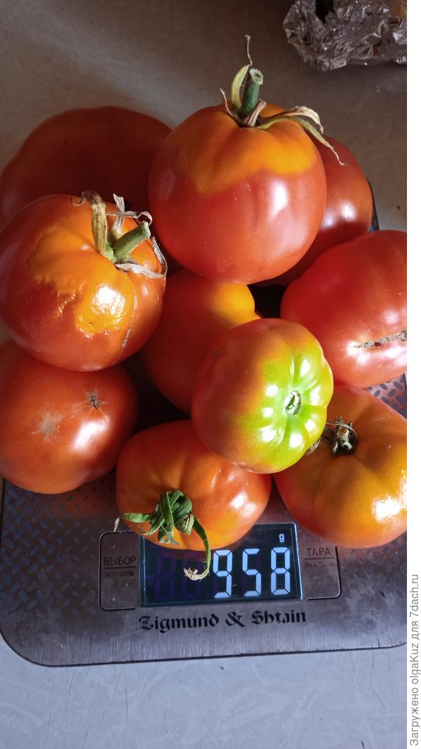 19.08. Куст 2 (маркировка М)