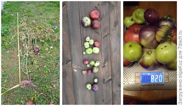 02.10.22 Сибирский Тигр