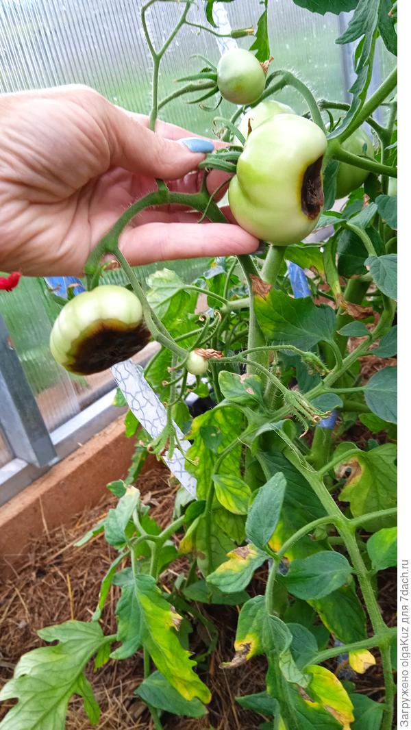 20.07. Вершинная гнить на томатах