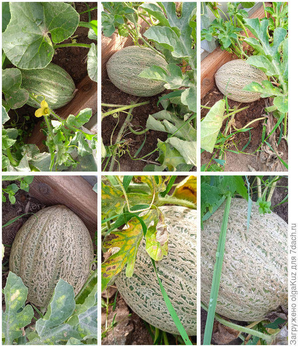 13.08-19.08-26.08-03.09