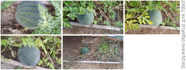 фото с 26.08-02.10