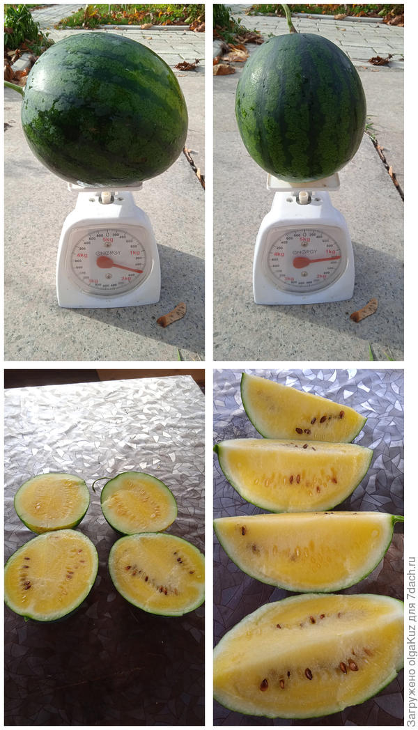 Арбуз ШУГА ЕЛЛОУ