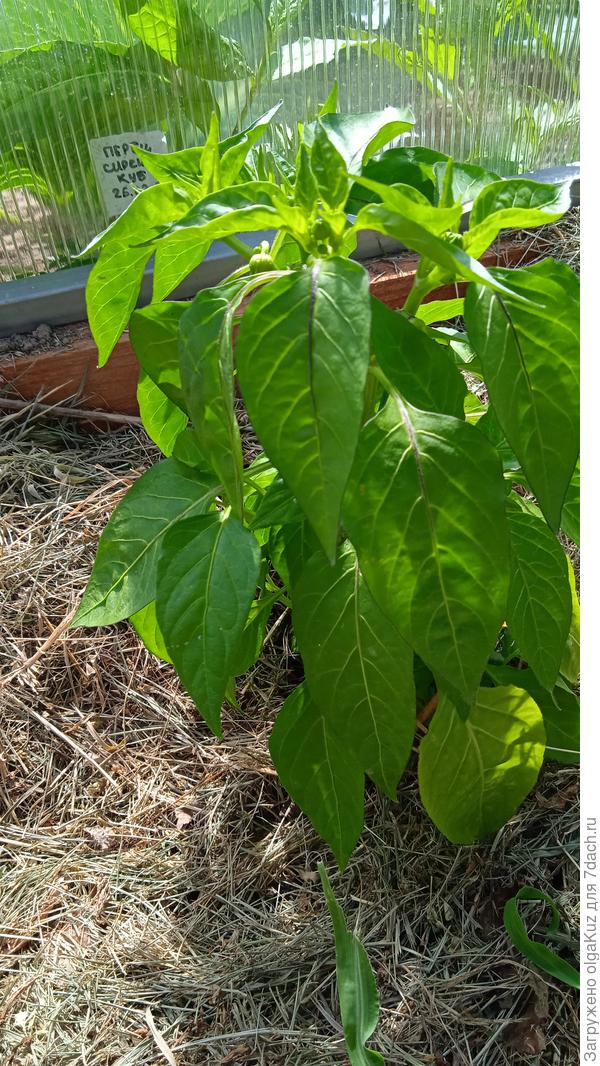 02.07 перчик 2