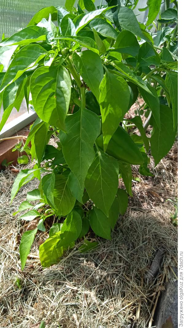 02.07 перчик 1