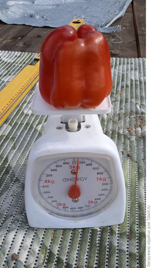 Сиреневый куб