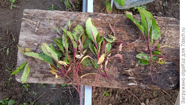 Свекла 'Мечта кулинара' от компании "Ваше хозяйство", на тебя вся надежда