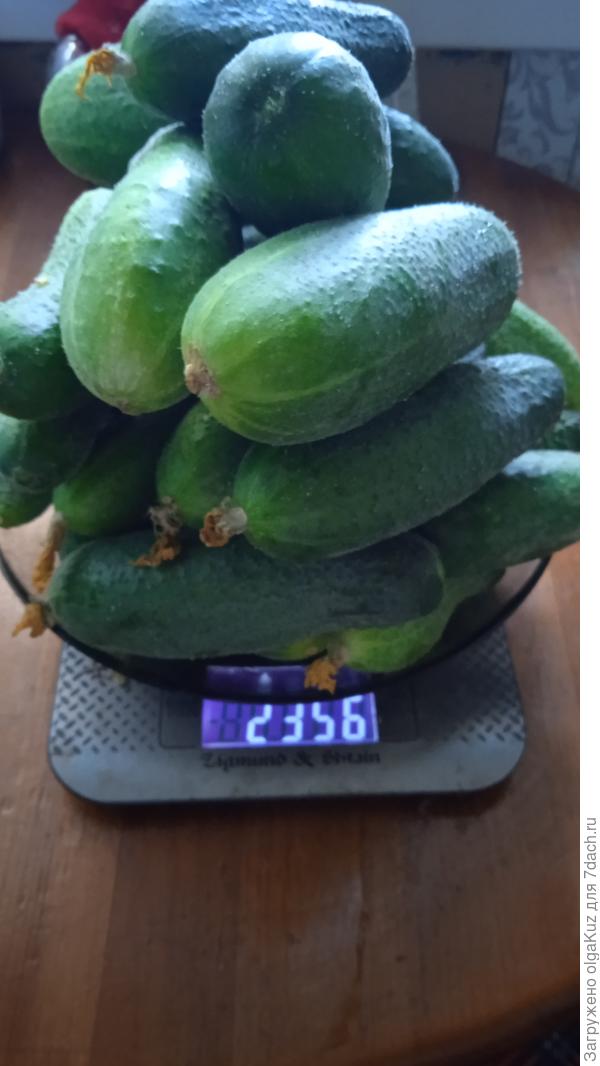 Сбор 6 августа