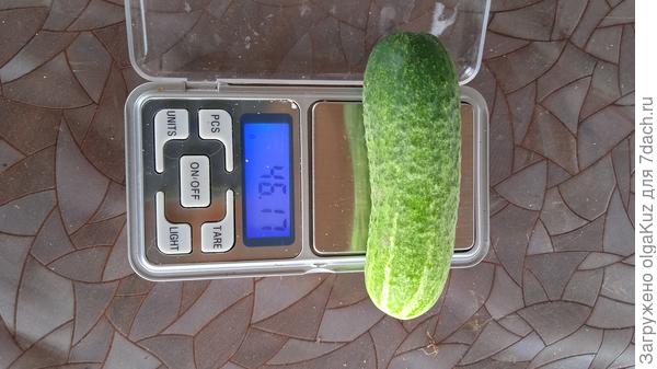 Средний вес первых плодов