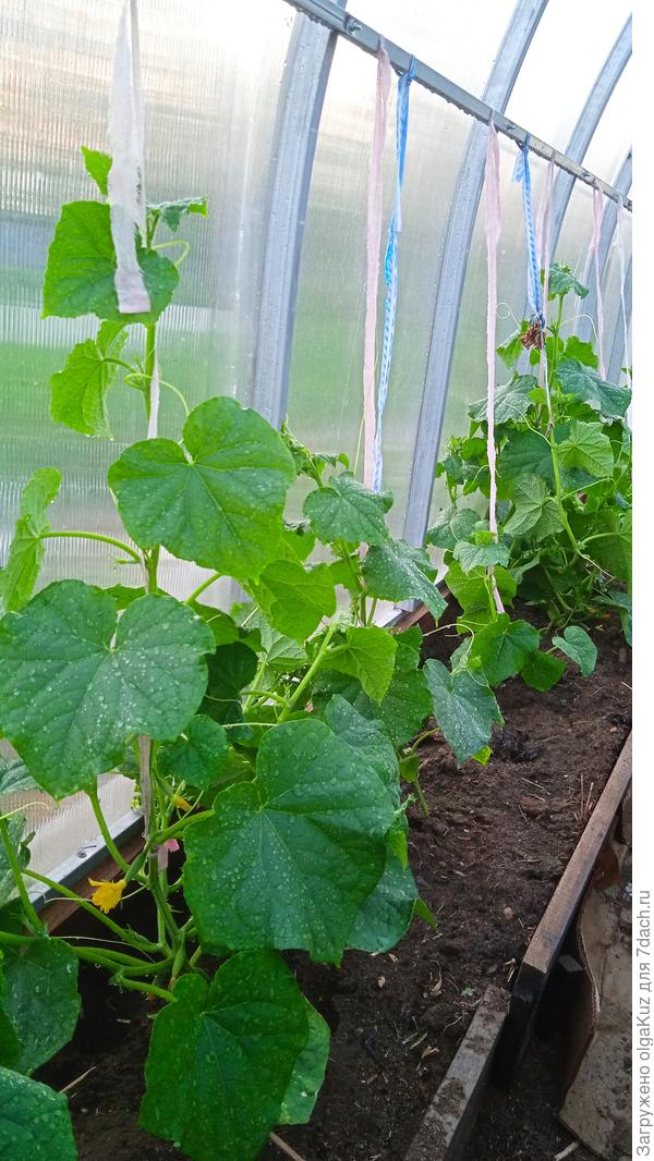 Стоят мои Бравые солдатики