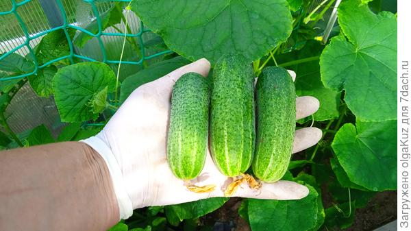 Первый сбор