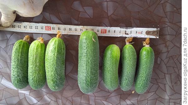 размер плодов