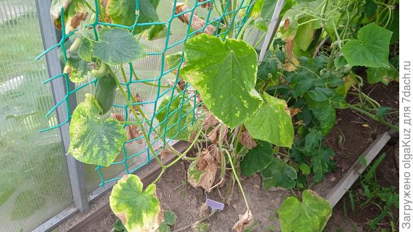 Начало болезни 12 августа