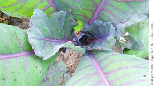 начало завязи кочана